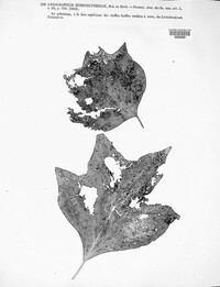 Aulographum hieroglyphicum image